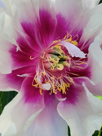 Itoh peony cora louise purple flower close up