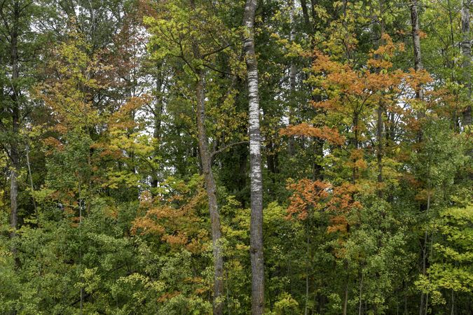 Fall leaves in Palisade, Minnesota