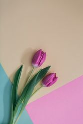 Pink tulips on clear background