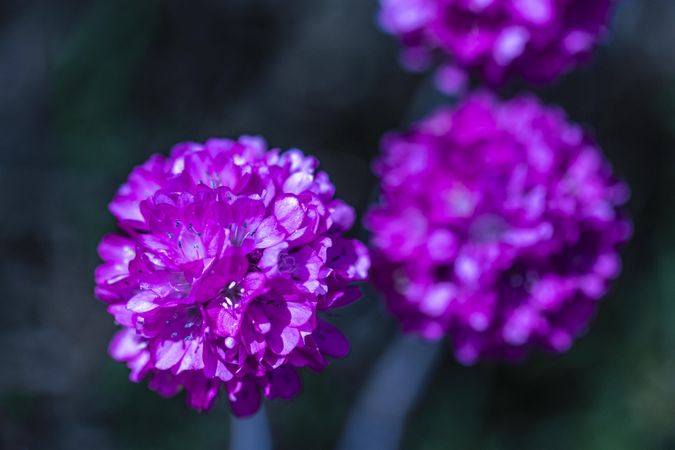 Clump of purple flowers with selective focus