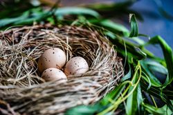 Easter card concept with nest with quail eggs