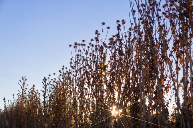 Sun glowing through dry grass