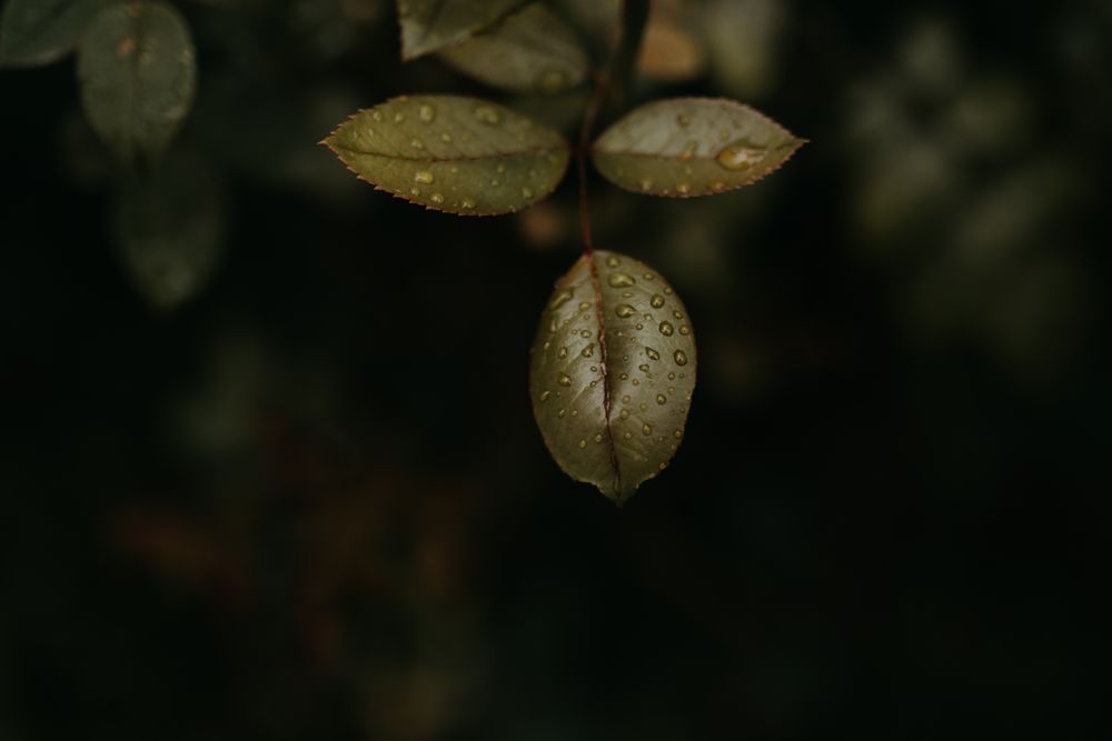 Wet green plant in garden