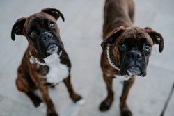 Playful cute dogs dutifully sitting on pavement
