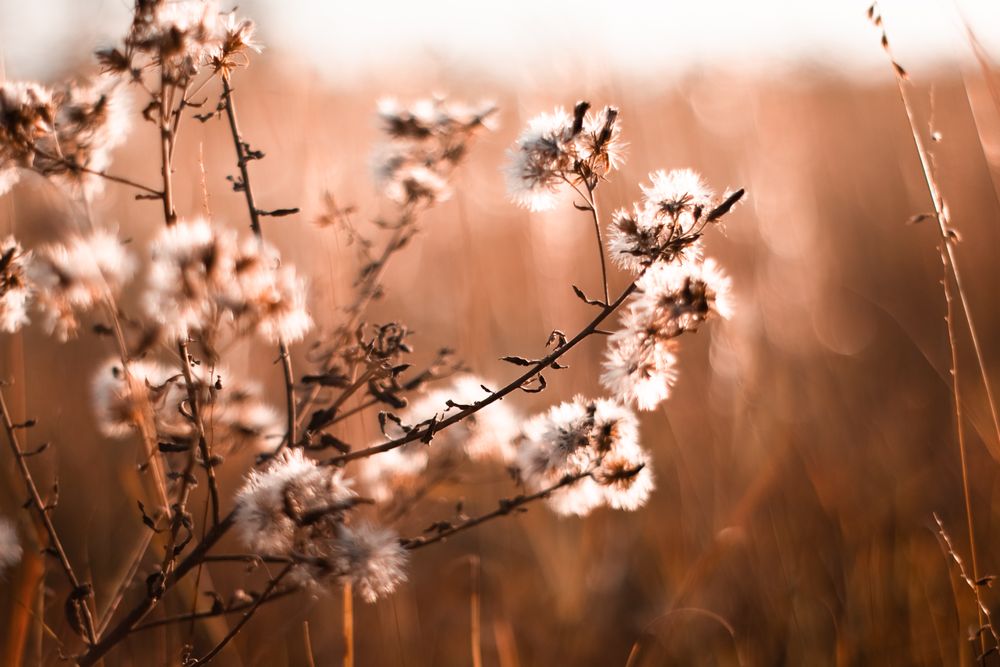Plum flowers during sunset
