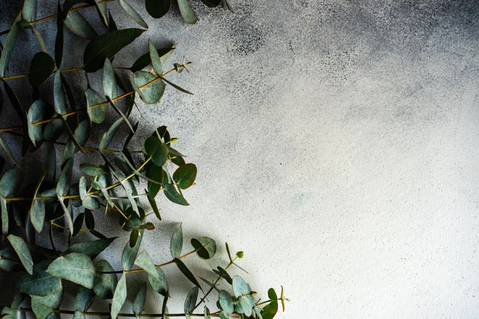 Eucalyptus leaves on concrete background