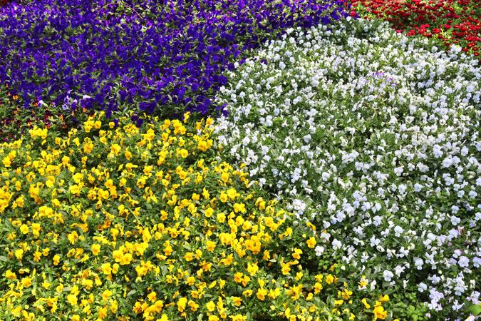 Beautiful flowers in a european garden in different colors
