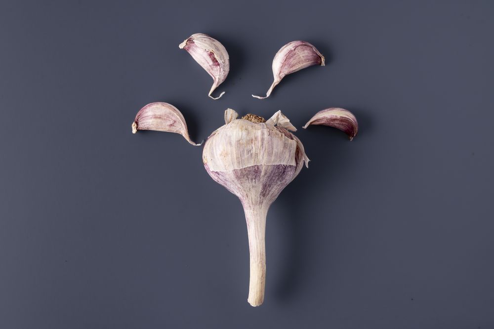 Garlic bulb with cloves arranged on dark blue background for healthy food concept
