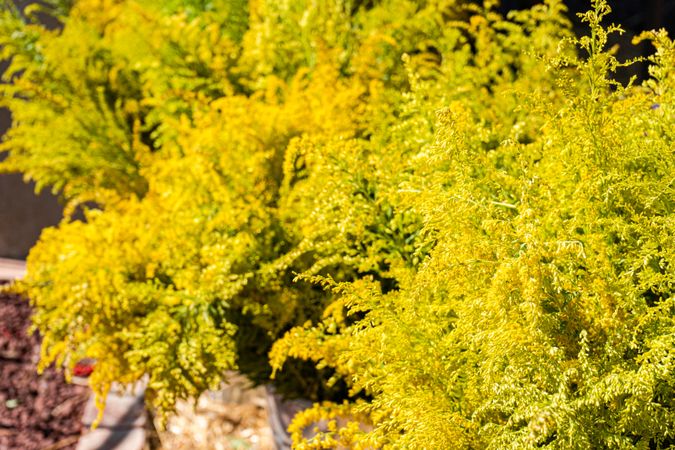 Bright wild yellow flowers in bouquet