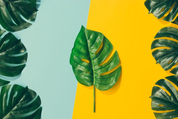 Tropical leaves on blue and yellow background