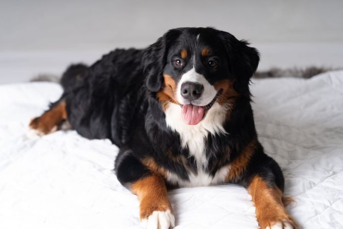 Portrait of cute bernese mountain dog