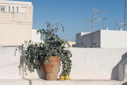 Vintage vase with fresh eucalyptus leaves, branches bouquet on old textured wall