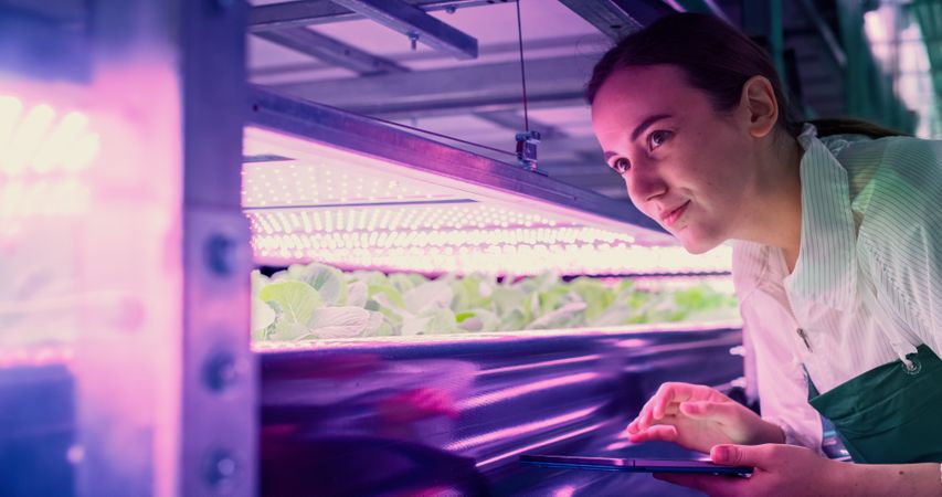 Young Female Farmer Working in a Vertical Farm with Ultraviolet LED Lights. Hydroponics Specialist Inspecting and Examining Fresh Plants Ready for Shipping to Supermarket