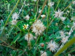 Tridax procumbens flower