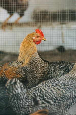 Chickens in enclosure on farm