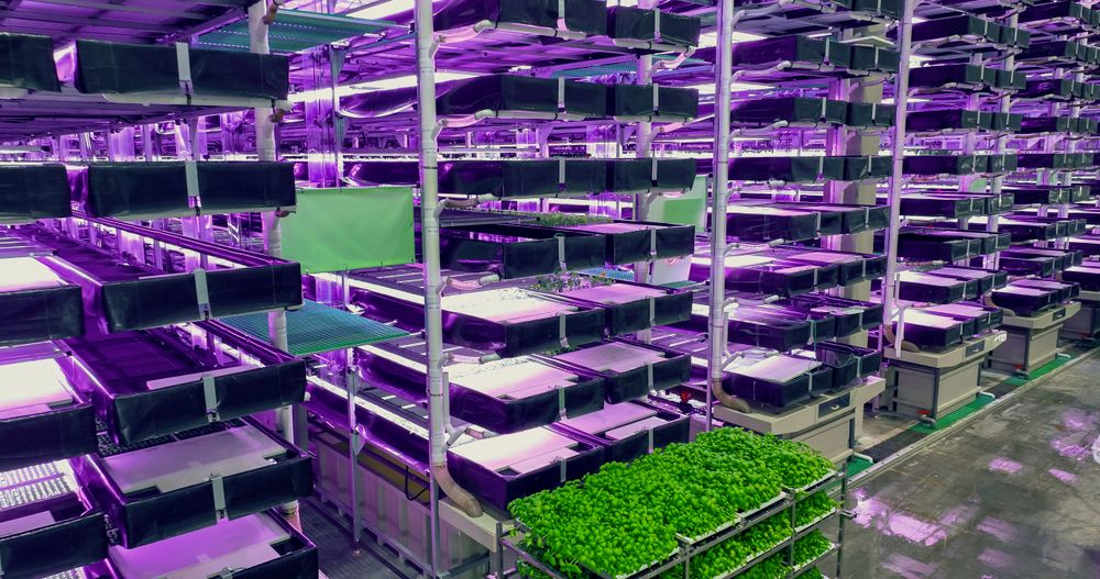 Modern Vertical Farm with Multiple Rows and Layers of Eco-Friendly Plants Growing Under Artificial LED UV Sunlight. Fresh Green Vegetable Leaves Production Facility. Wide Angle Aerial Shot.