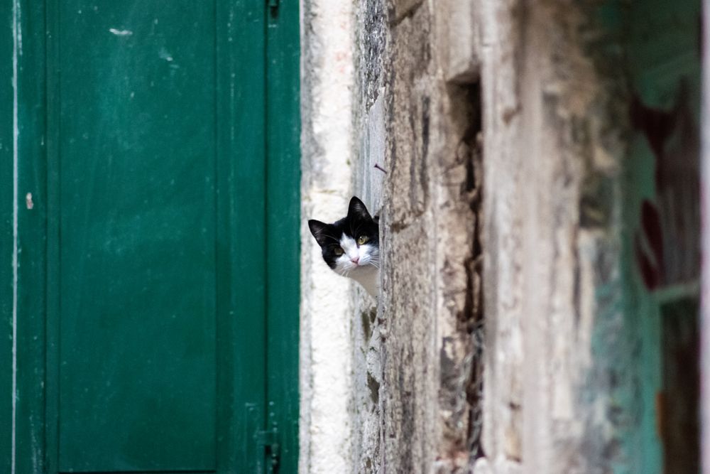 Cat looking from behind the wall