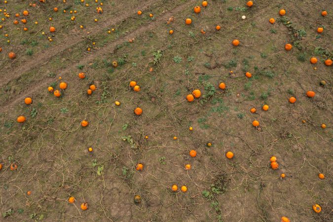 Aerial view of pumpkin agricultural field in Stuttgart, Germany