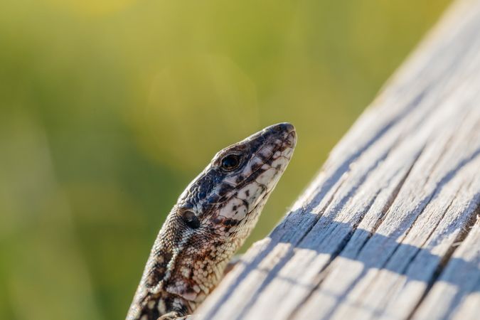 Tiny lizard on trunk