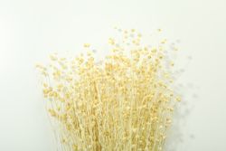 Dried flower bunch in bright room