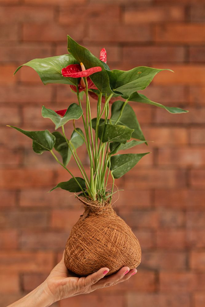 Planting Happiness. Colombian Crafted Bliss