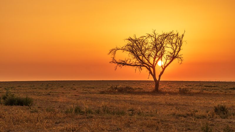 Leafless tree on field during sunset