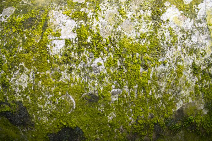 Lichen Fungi Green Moss on the old Concreate wall abstract Texture background. Rusty, Grungy, Gritty Vintage Background