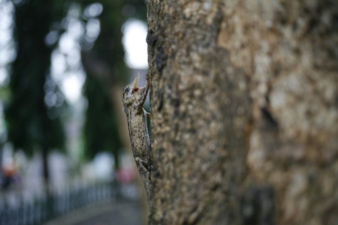 Draco volans lizard climbing up tree