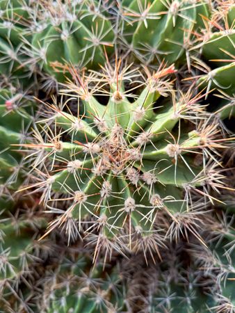 Top view of cactus star