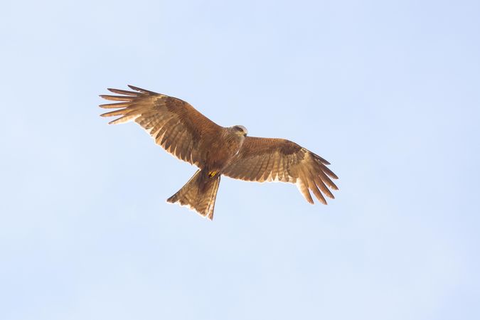 Falcon flying in blue sky