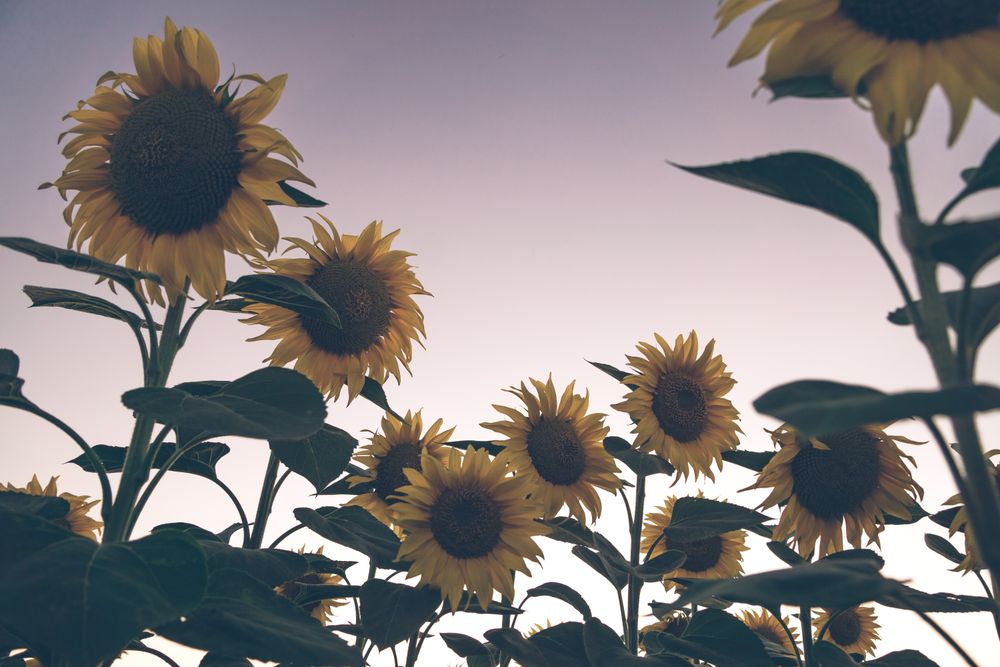 Sunflowers on background of blue sky