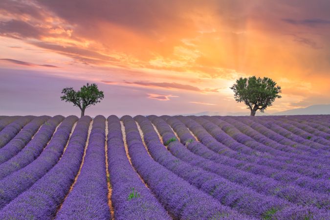Calming shot of lavender farm at sunset with two trees
