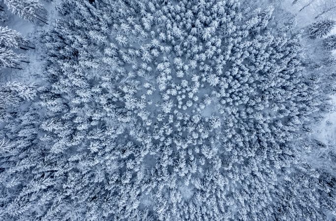 Snow-covered pine forest, drone aerial view, in the Bavarian Alps, Germany