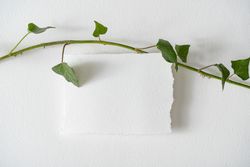 Green vine and light  paper note