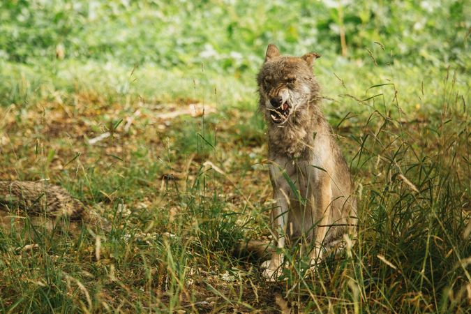Wild wolf licking hungrily in nature