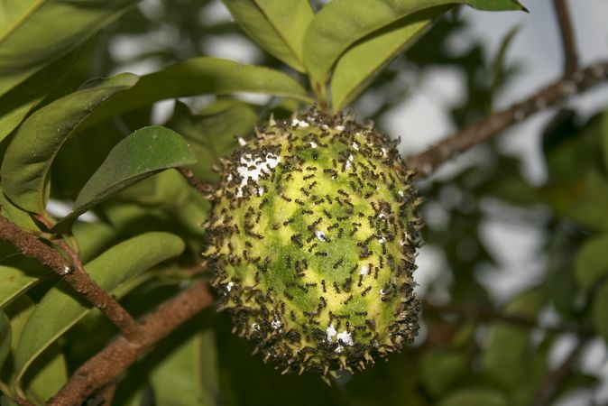 Ants swarming on a green fruit in tree
