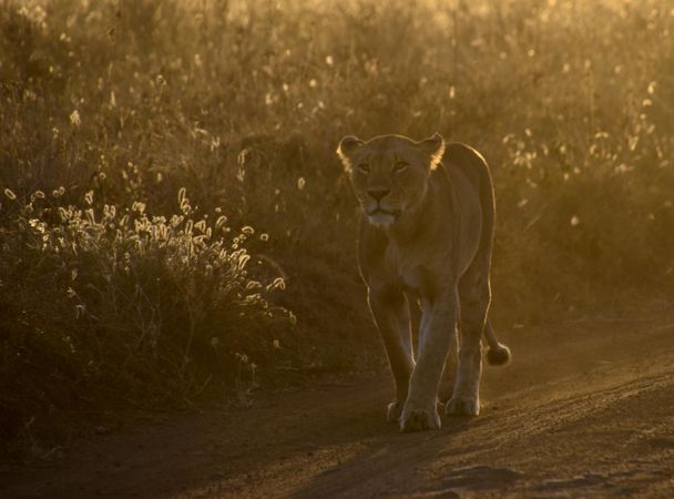 Lioness on road