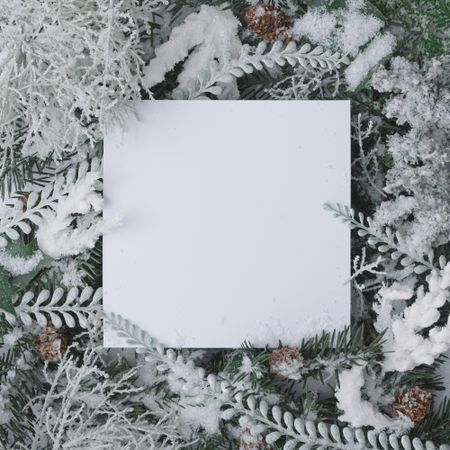 Christmas frame made of winter plants with paper card