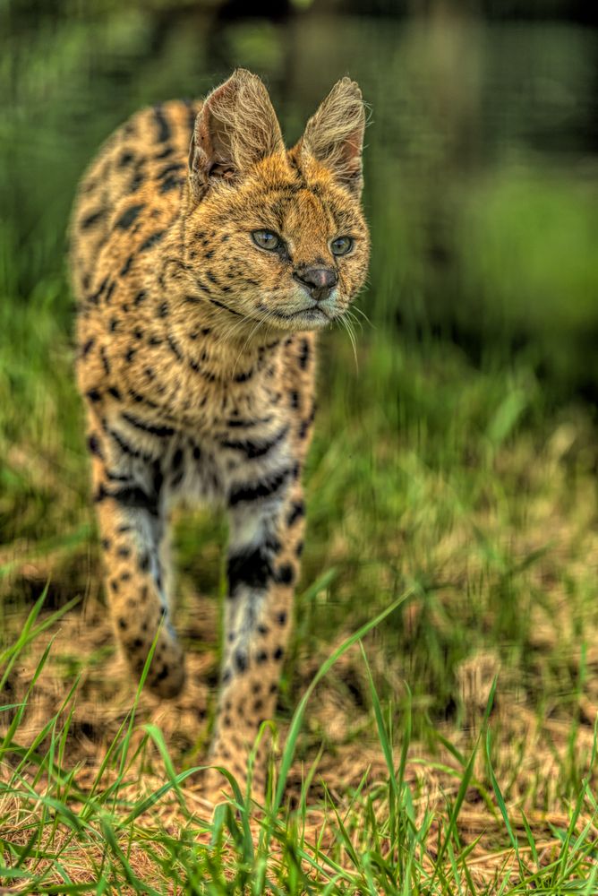Portrait of bobcat on grass
