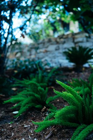 Two foxtail fern plants on a hillside in a garden with rock wall in background