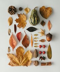 Layout made of autumn leaves, square, berries, nuts on light background