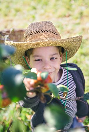 Happy boy with hat picking apples from tree on sunny day