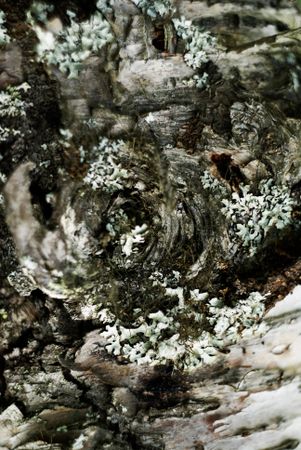 Crust on tree with moss