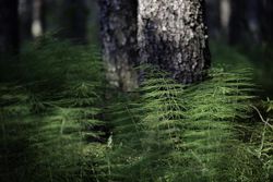 Wood horsetail at Warren Nelson Memorial Bog in Meadowlands, Minnesota