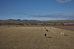 Cows grazing in a field bDQLk0
