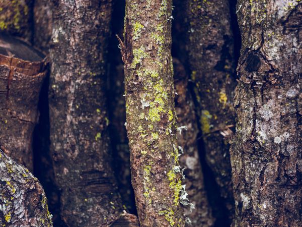 Tree branches for woodworking in nature