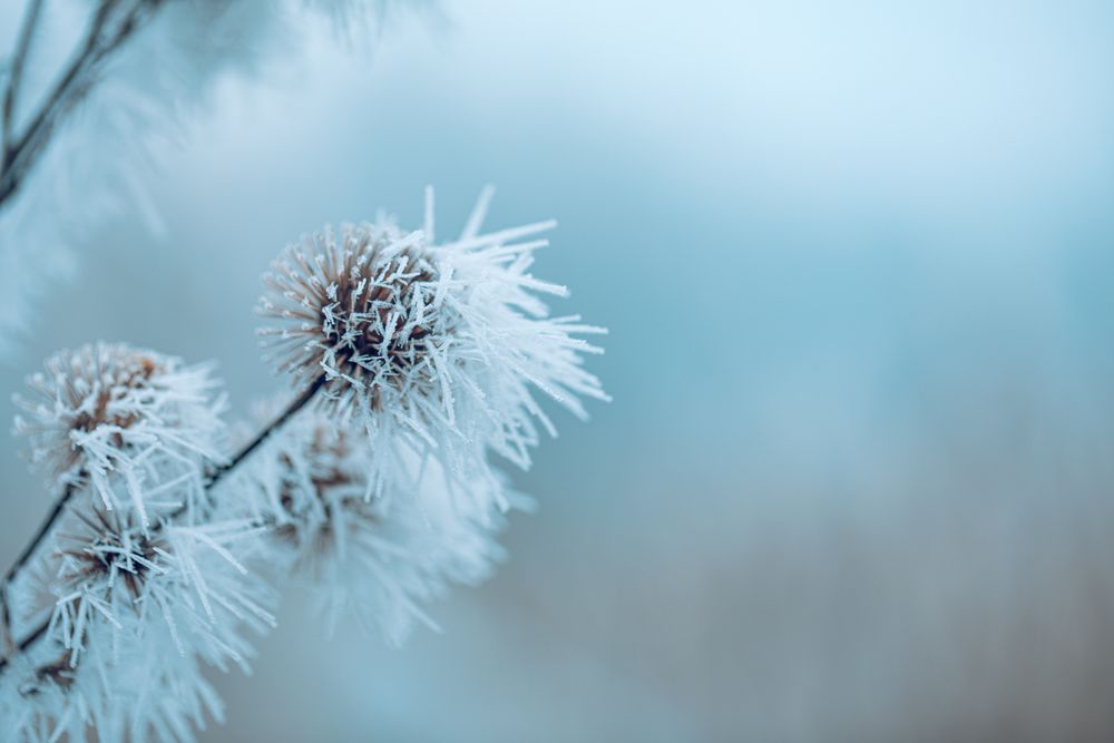 Dried round plant in the wintertime