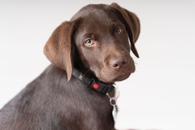 Studio portrait of cute brown labrador puppy