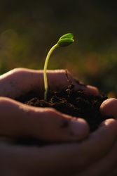 Crop horticulturist with plant seedling in garden