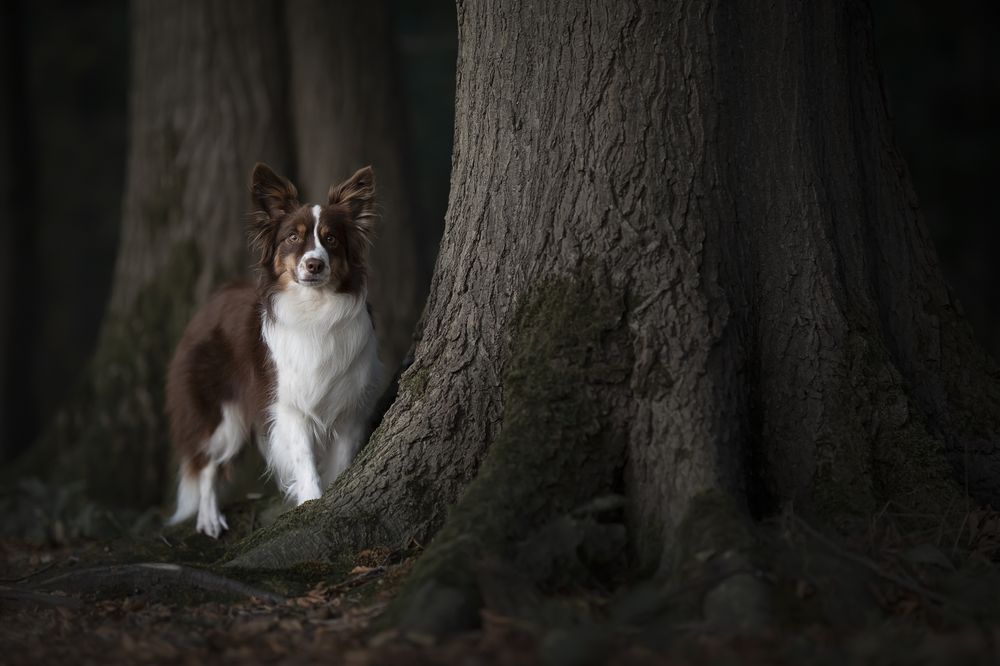 Cute miniture american shepherd dog between large trees in a dark forest